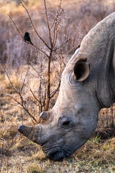Rhinoceros in a private reserve in Kruger park in South Africa