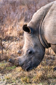 Rhinoceros in a private reserve in Kruger park in South Africa