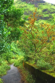 Jungle road