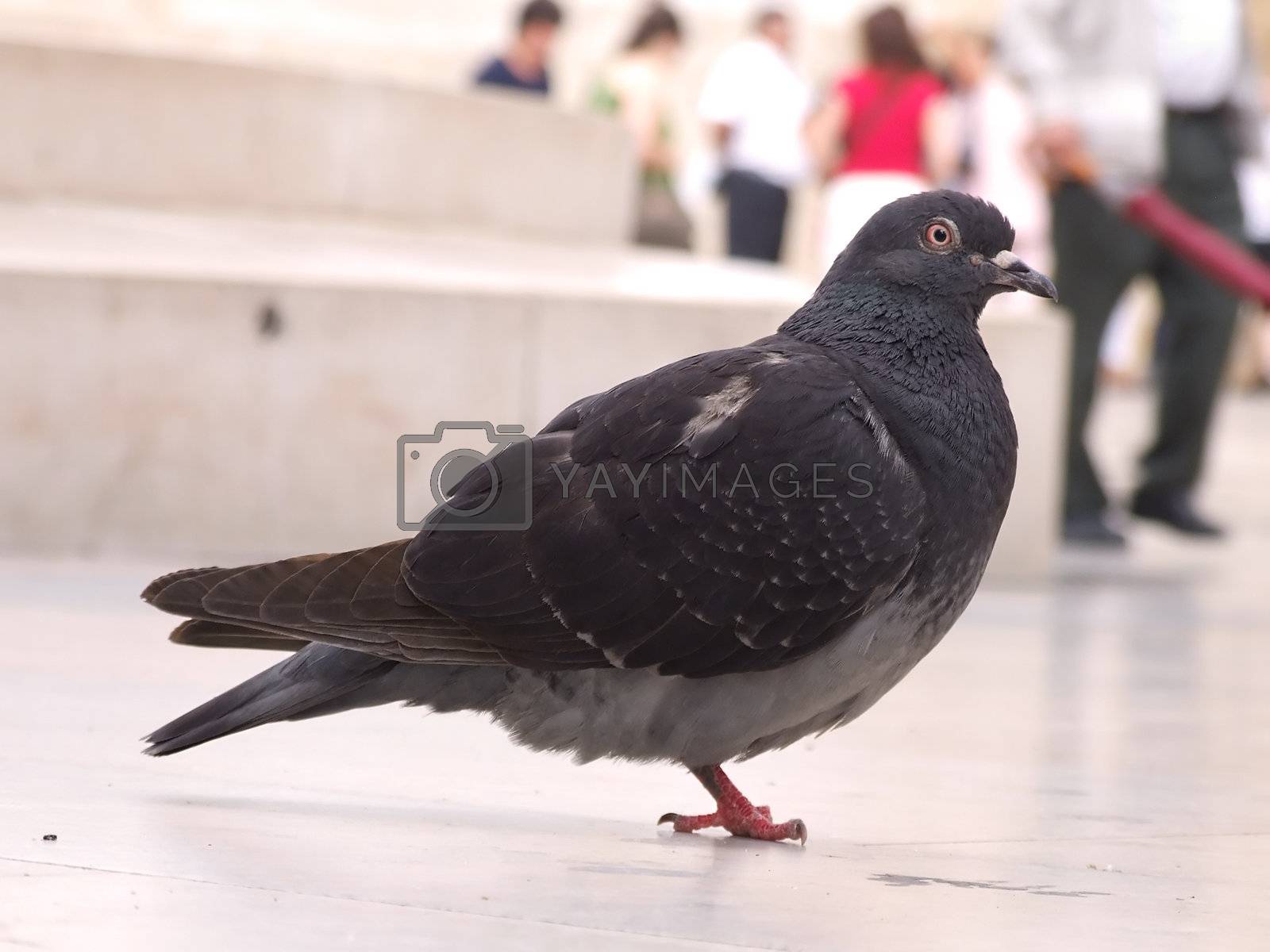 Royalty free image of City pigeon by PauloResende
