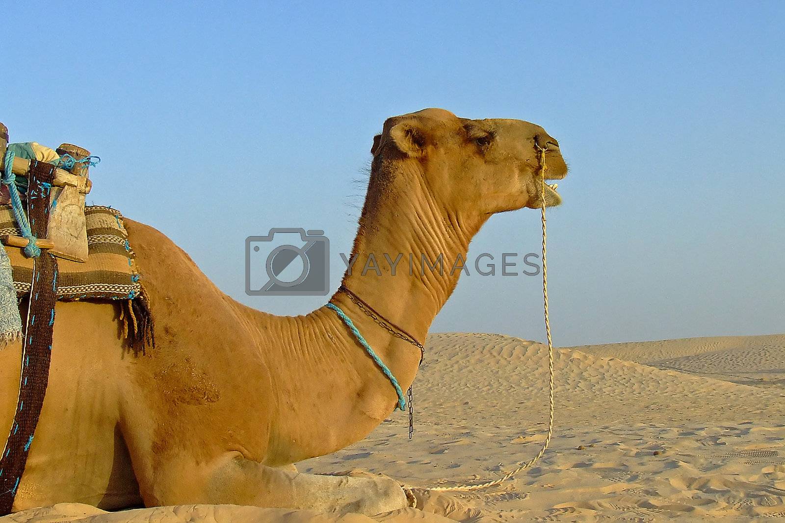 Royalty free image of Camel on sahara by PauloResende