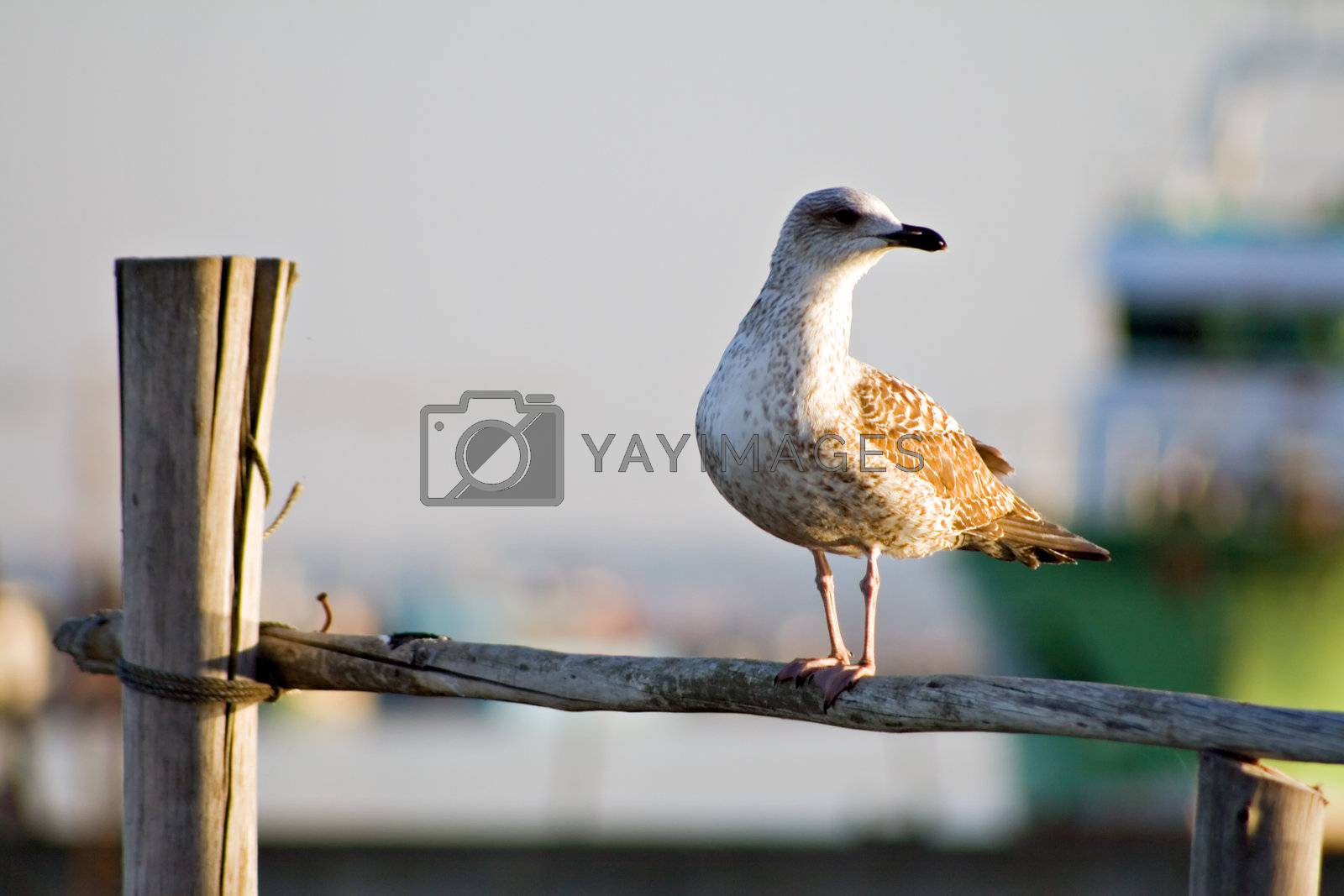 Royalty free image of Seagull in pillar by PauloResende