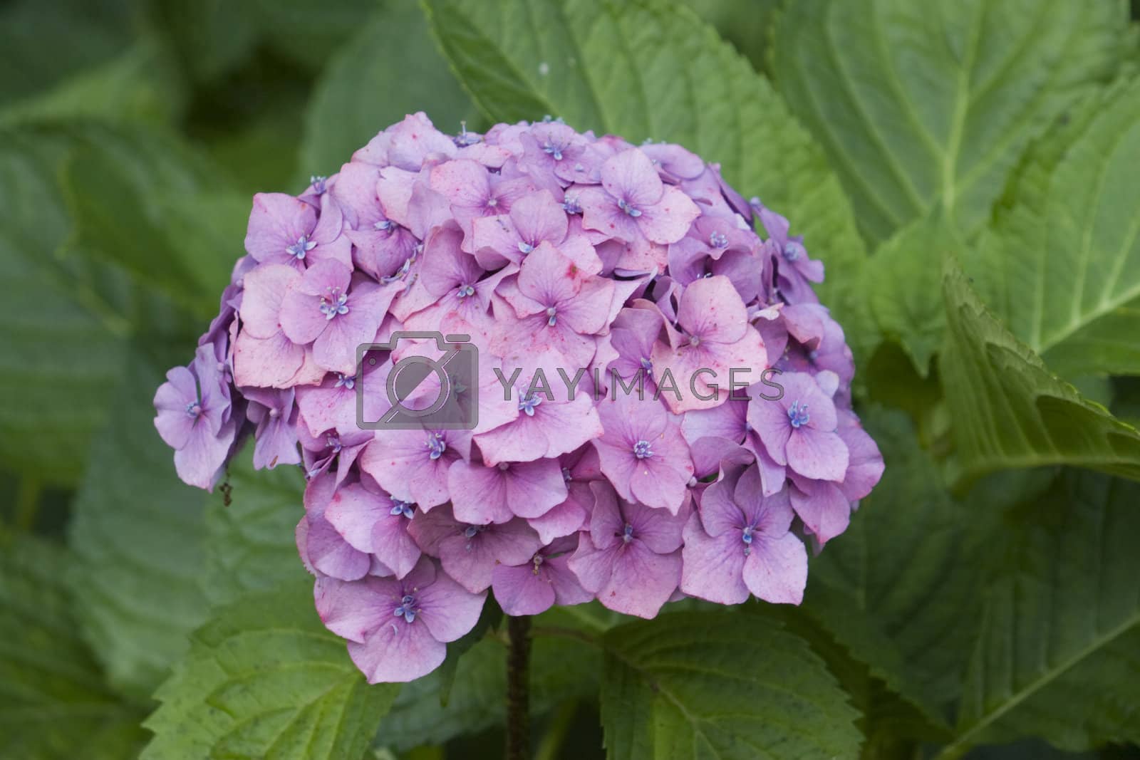 Royalty free image of Hydrangea by Clivia