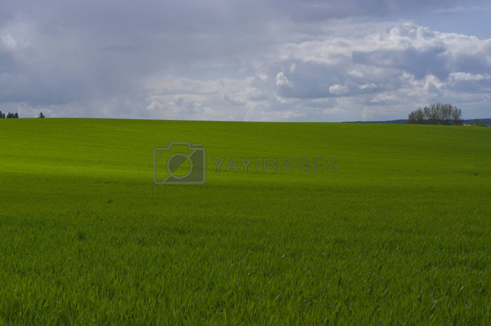 Royalty free image of Green field by Ziptou