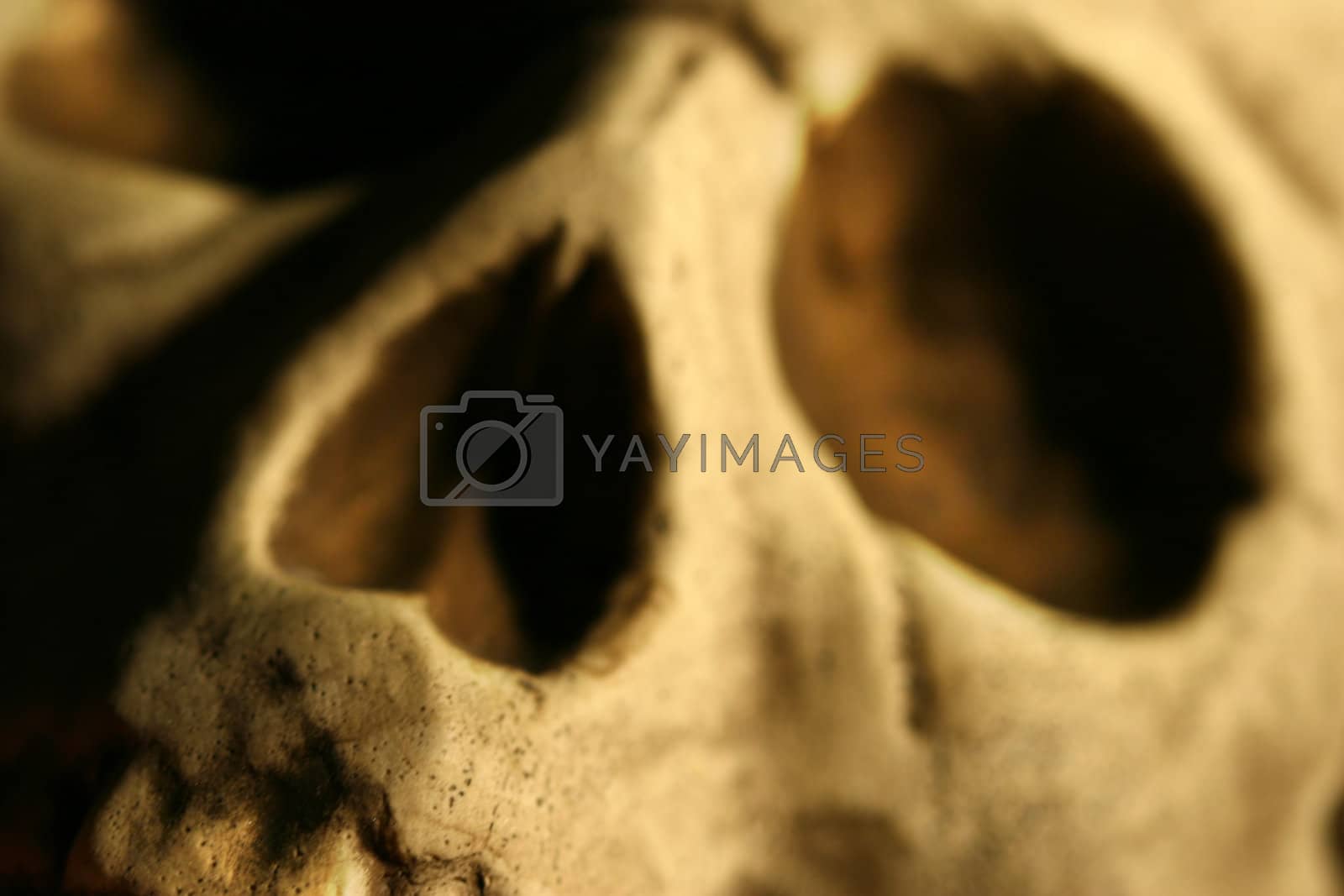 Royalty free image of Closeup of skull by Sandralise