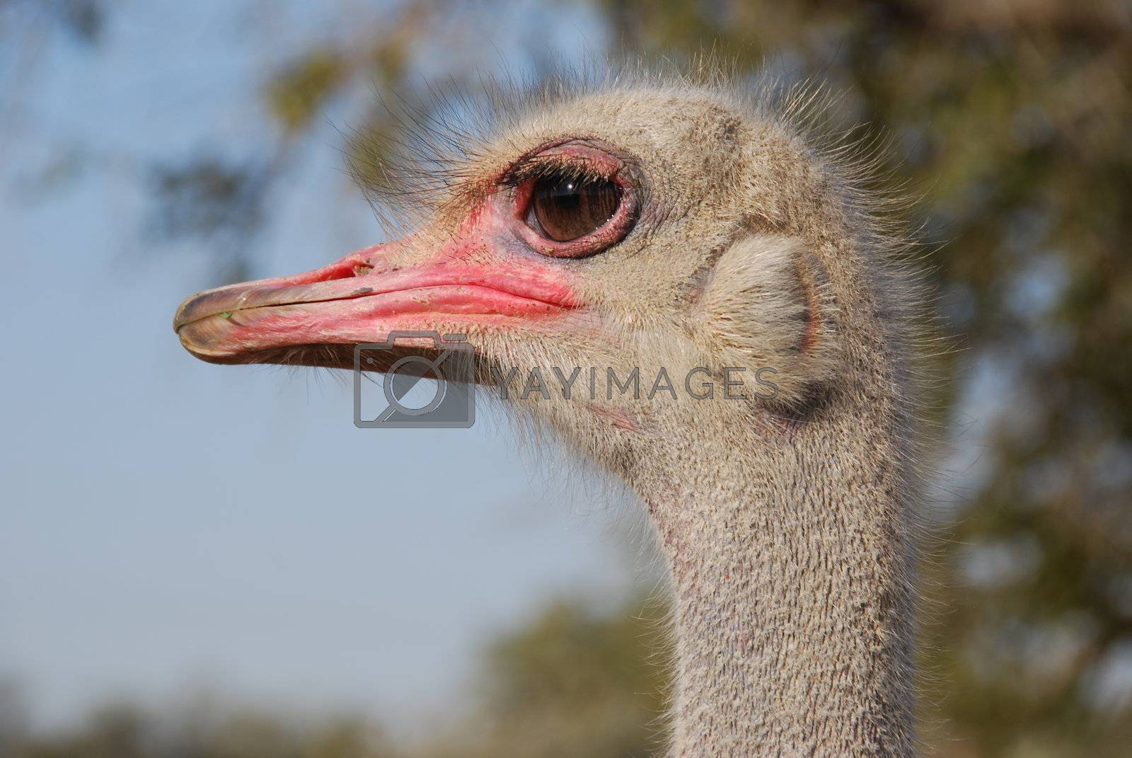Royalty Free Image | Funny ostrich by Algul