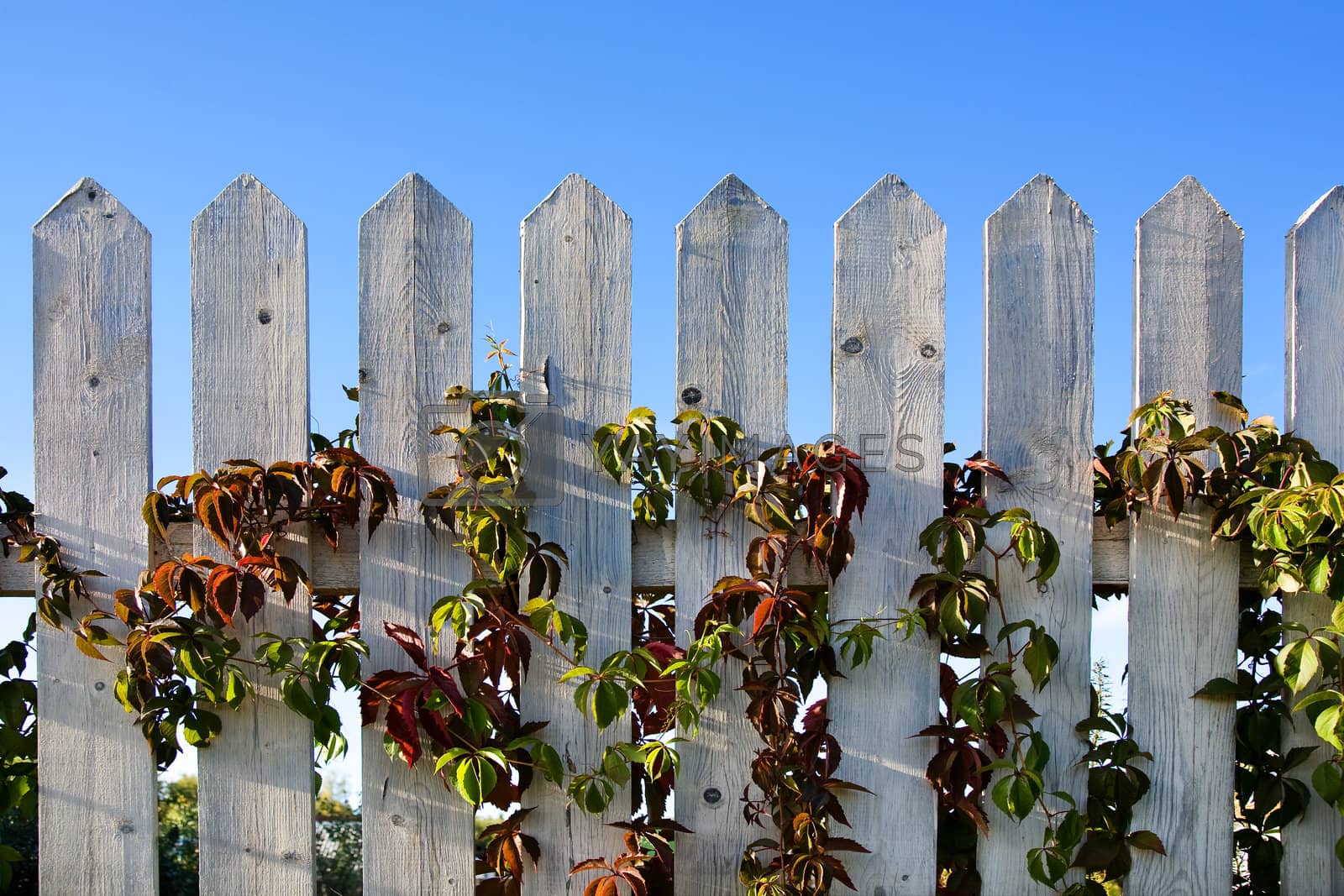 Royalty free image of Batten fence by Sirer
