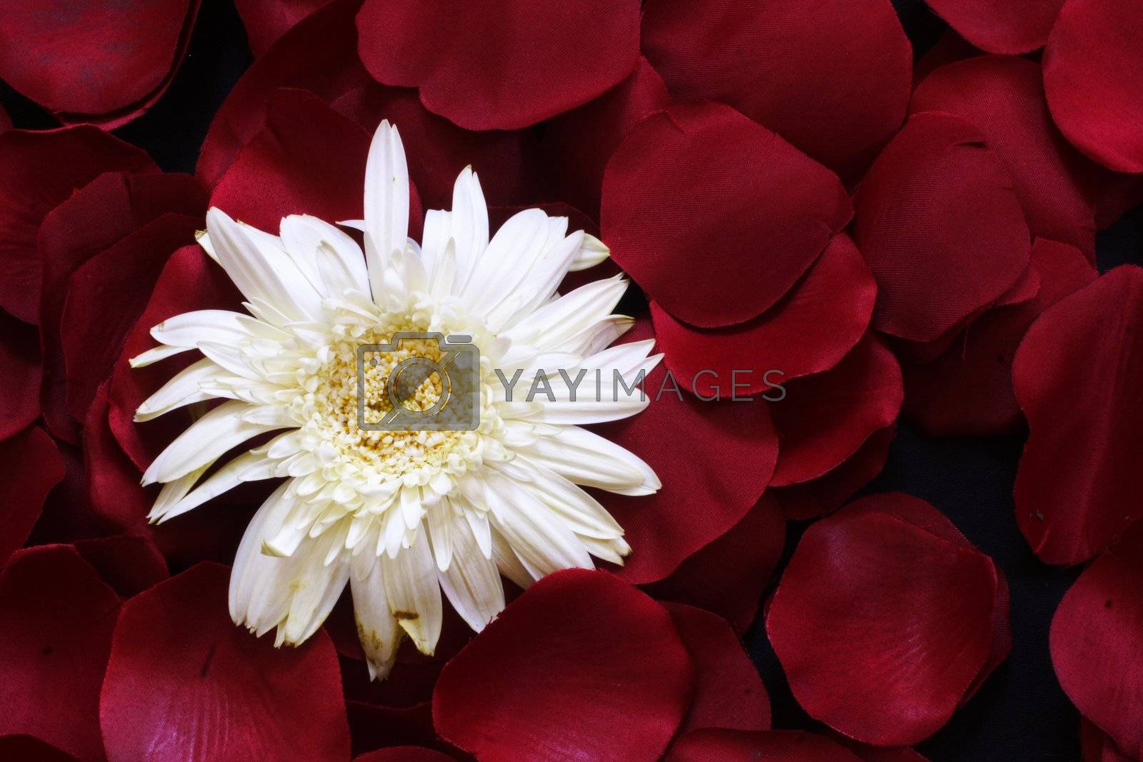 Royalty free image of White Flower on Red petals by dersankt