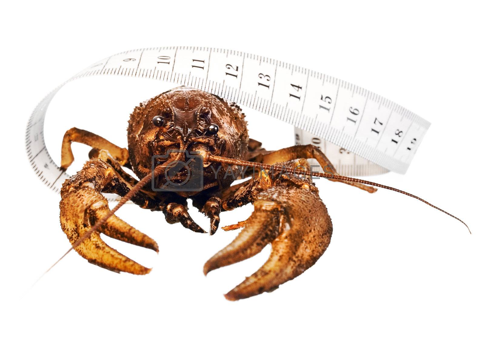 Royalty free image of crayfish  by 2happy