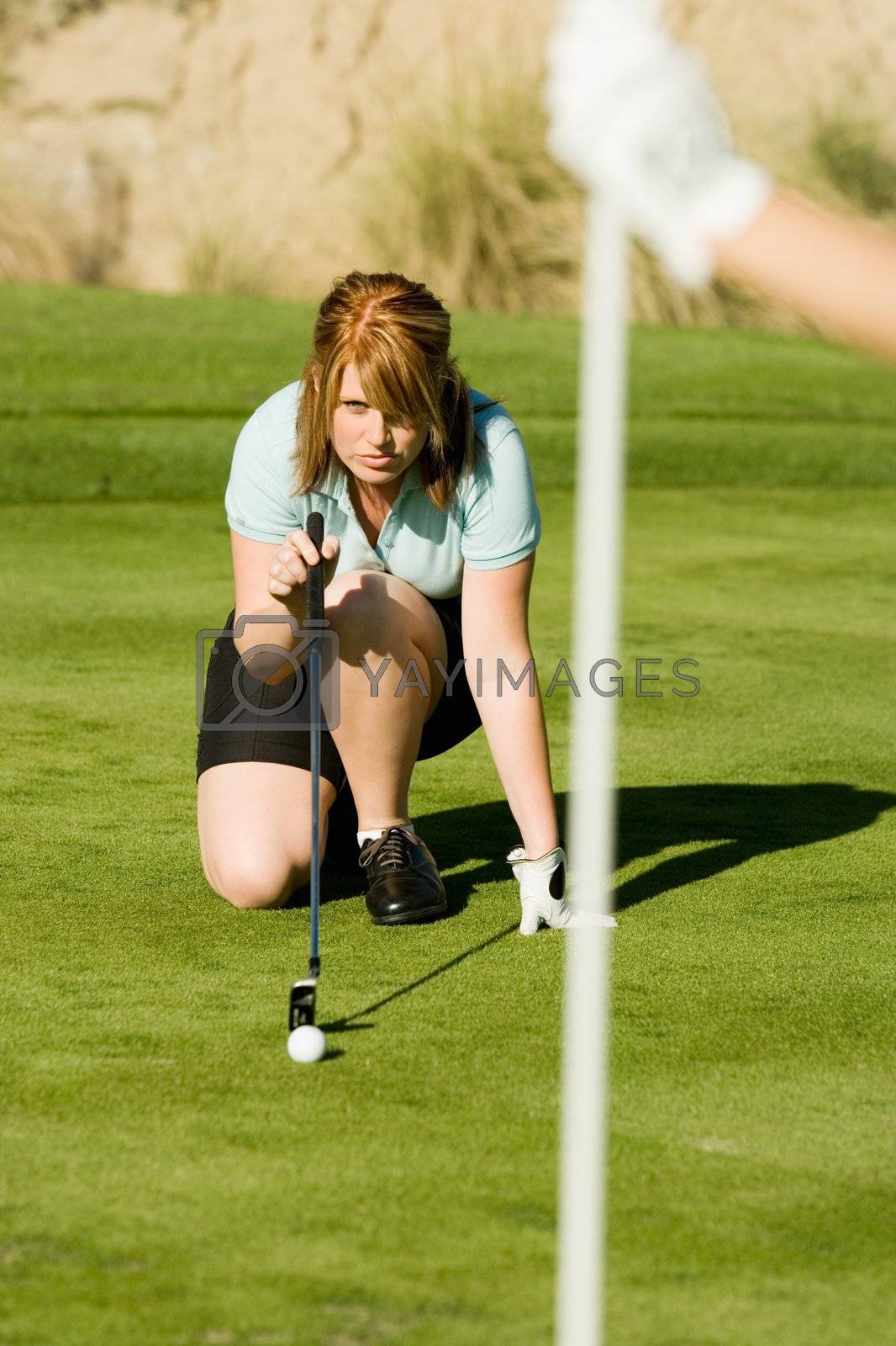 Royalty free image of Golfer Lining Up Putt on Putting Green by moodboard