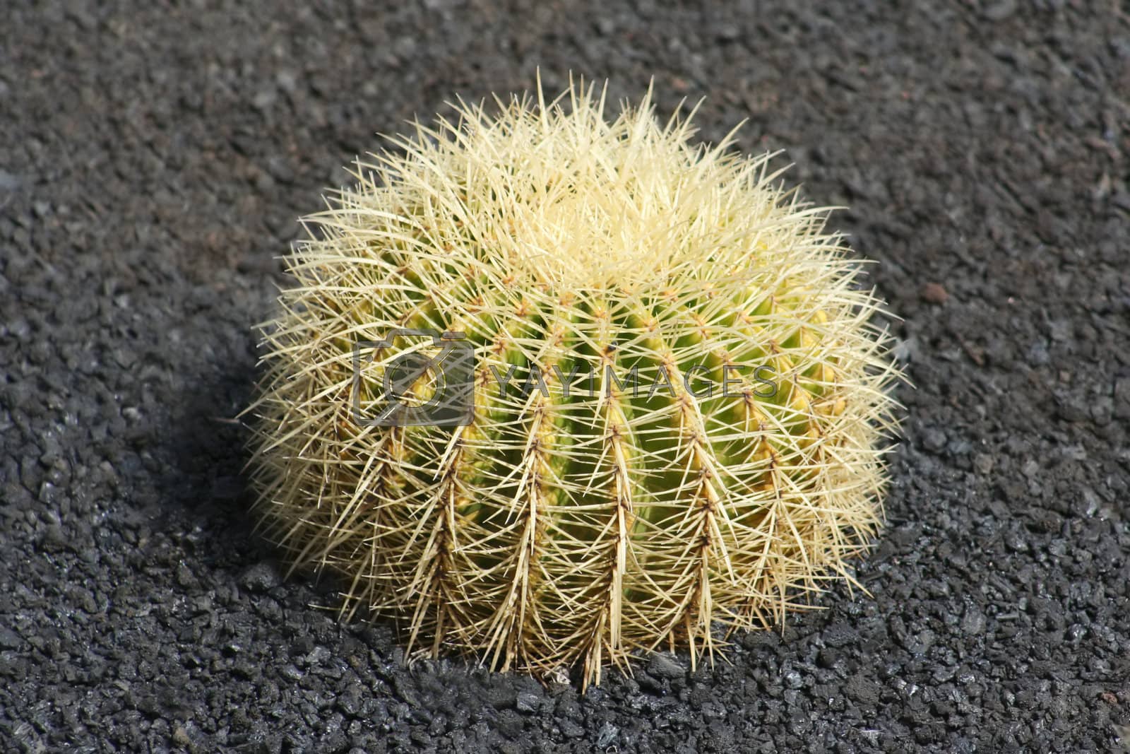 Royalty free image of Very Prickly Cactus by Gala98