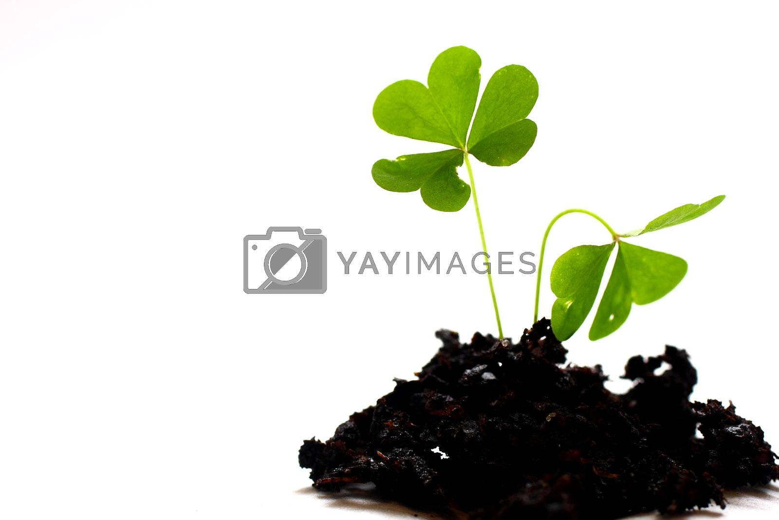 Royalty free image of Three Leaf Clover by dersankt