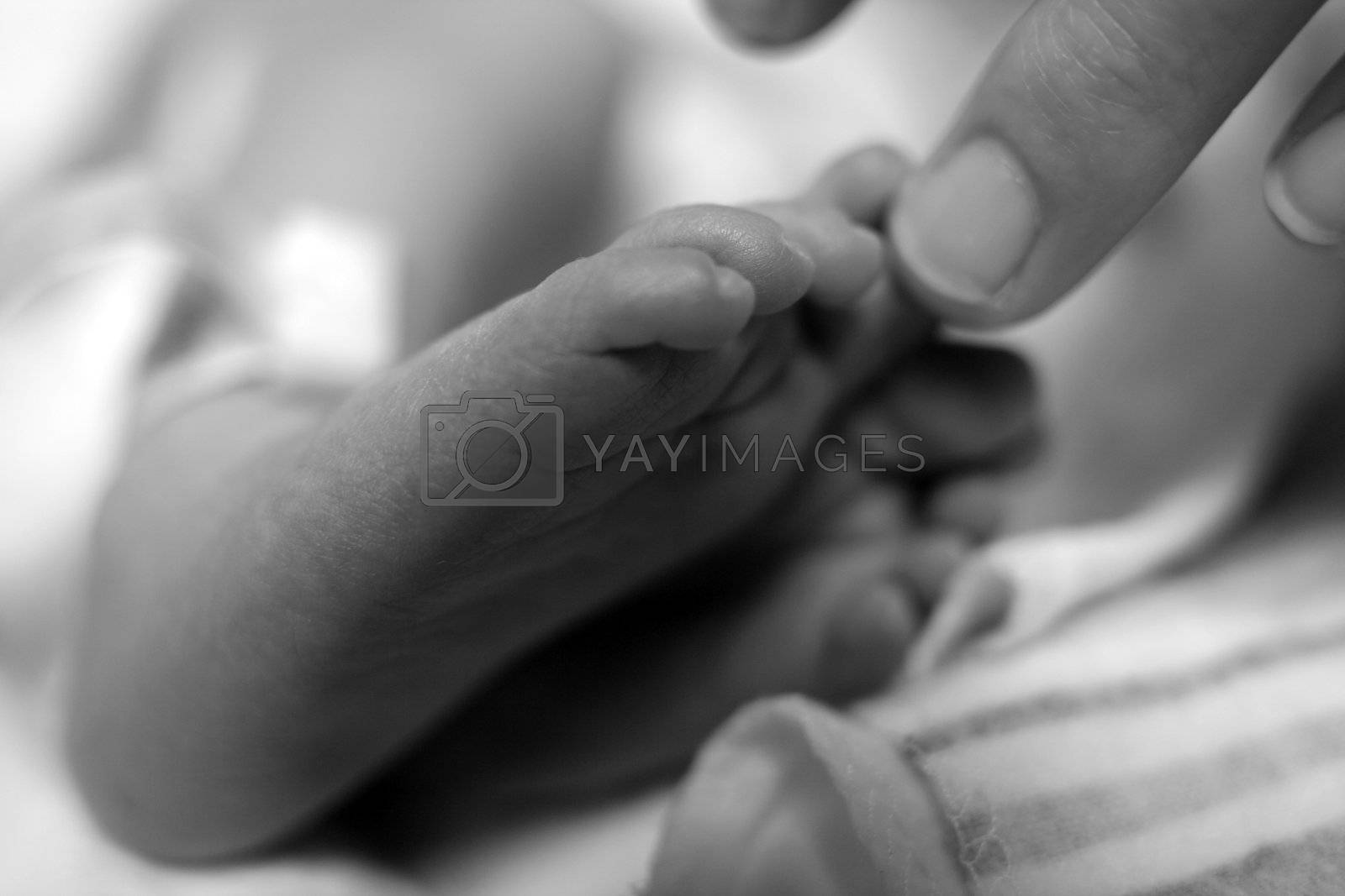 Royalty free image of Newborn baby toes by mahnken