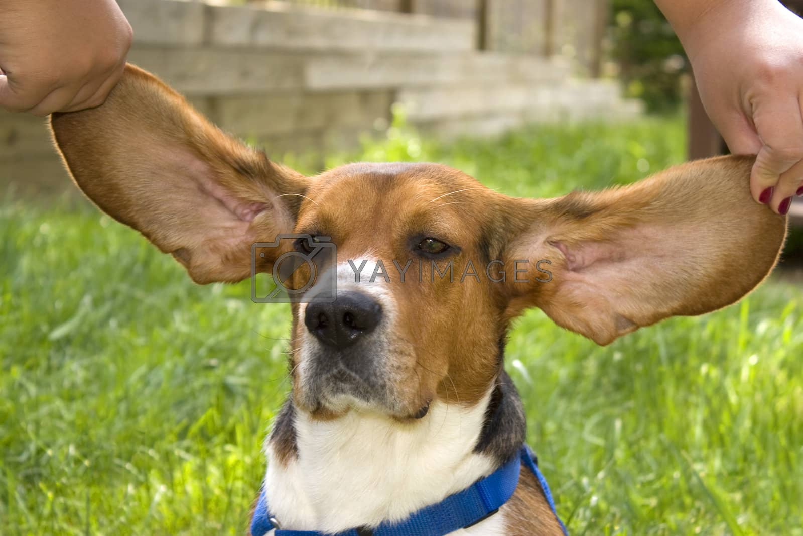 Royalty free image of Big Ear Beagle by graficallyminded