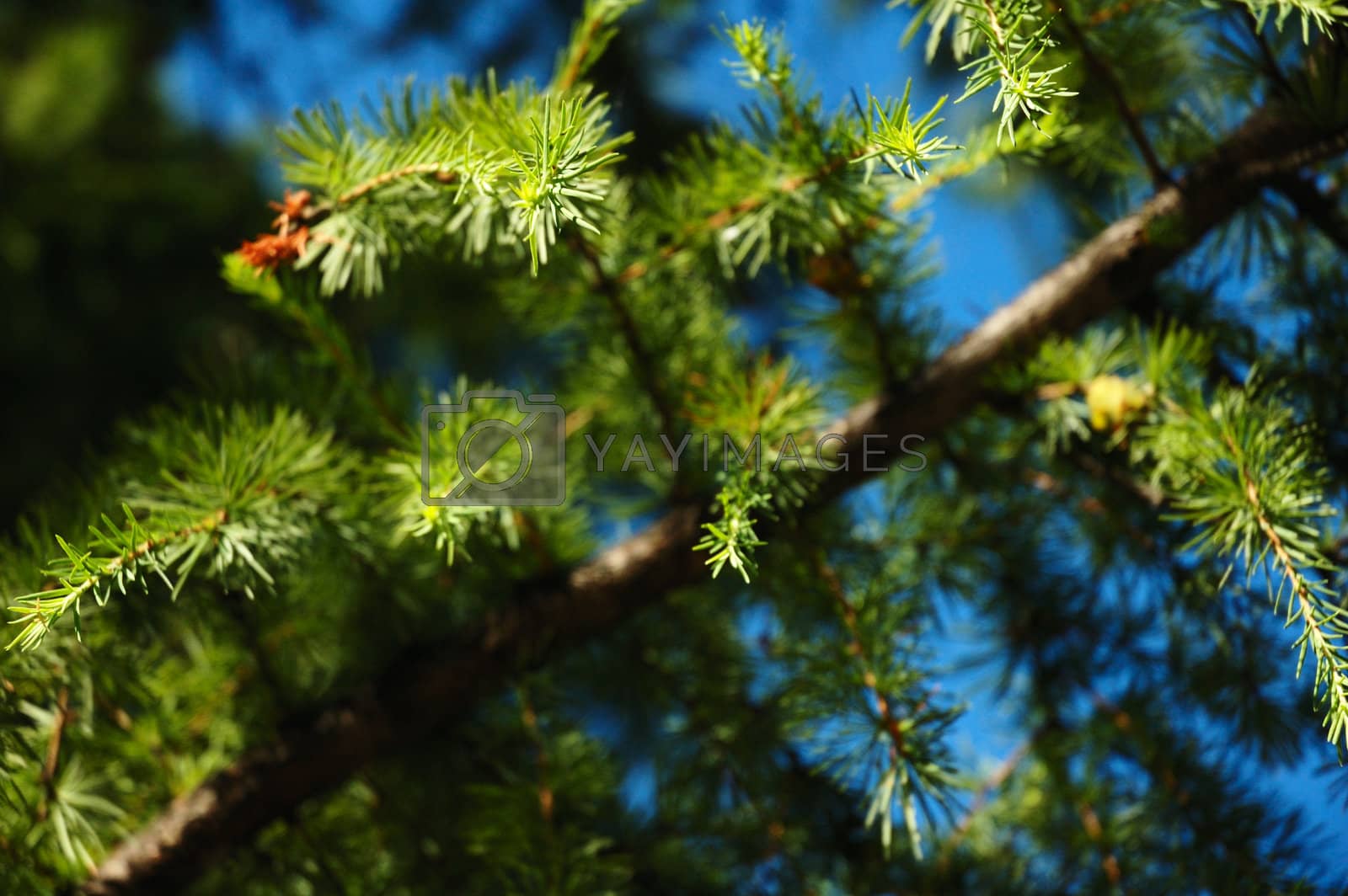 Royalty free image of Conifer branchlets. by alexpurs