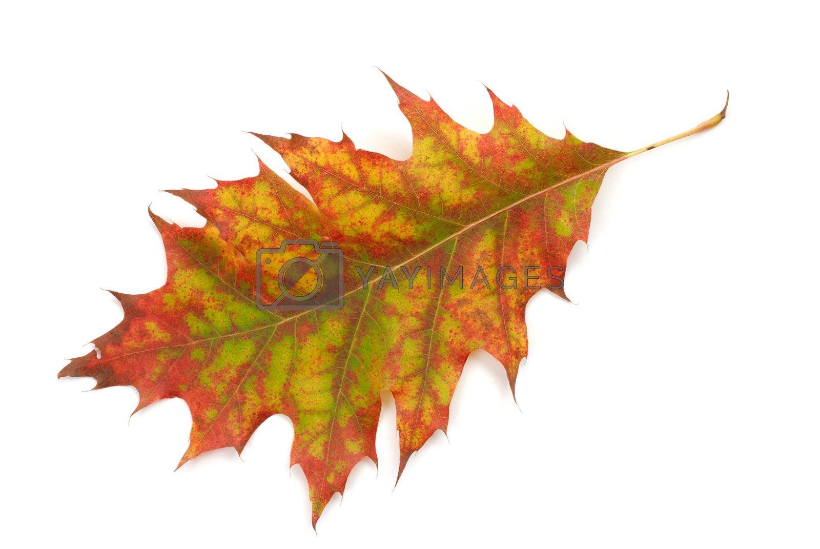 Royalty free image of Leaf by ajt