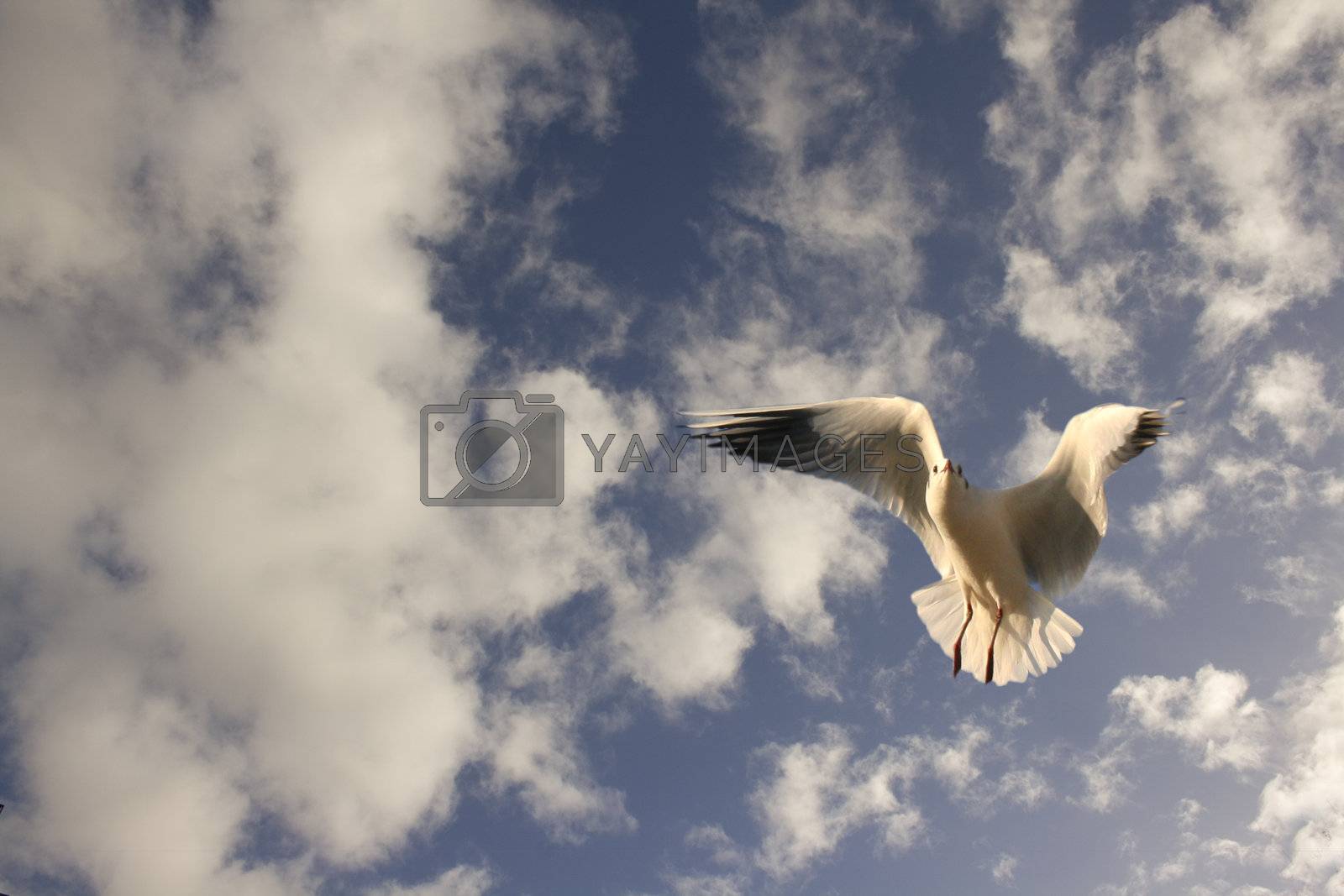 Royalty free image of Seagull in flight against a cloudy blue sky by illu