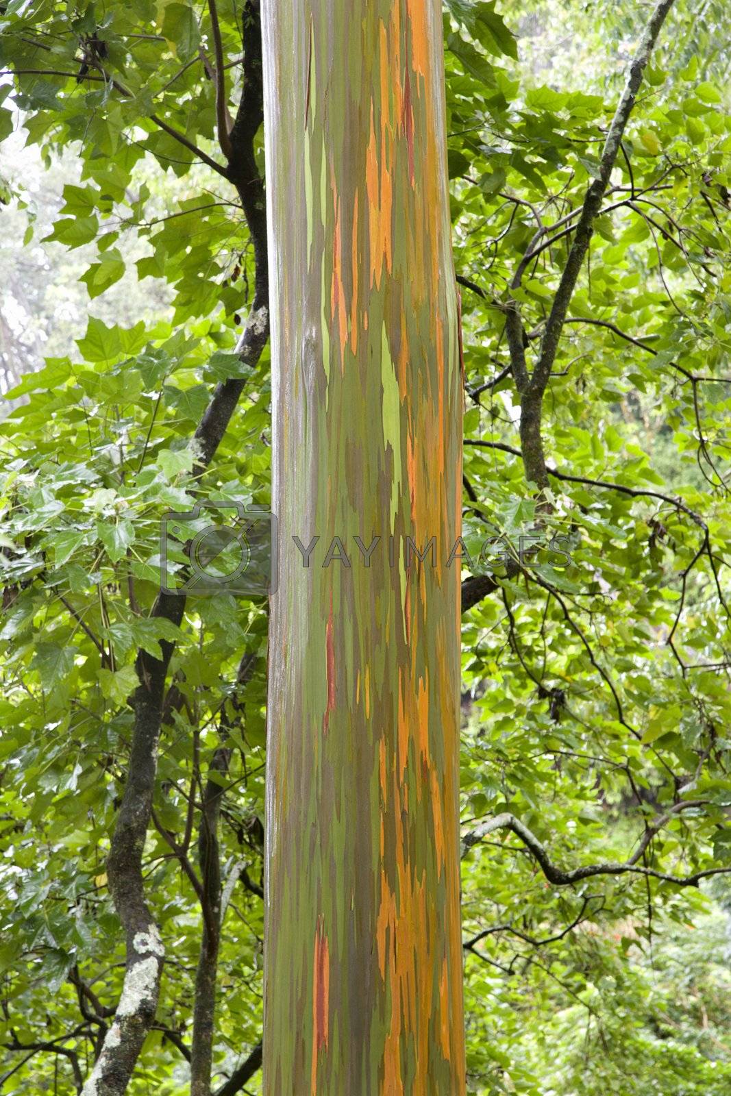 Royalty free image of Rainbow Eucalyptus tree in Maui. by iofoto