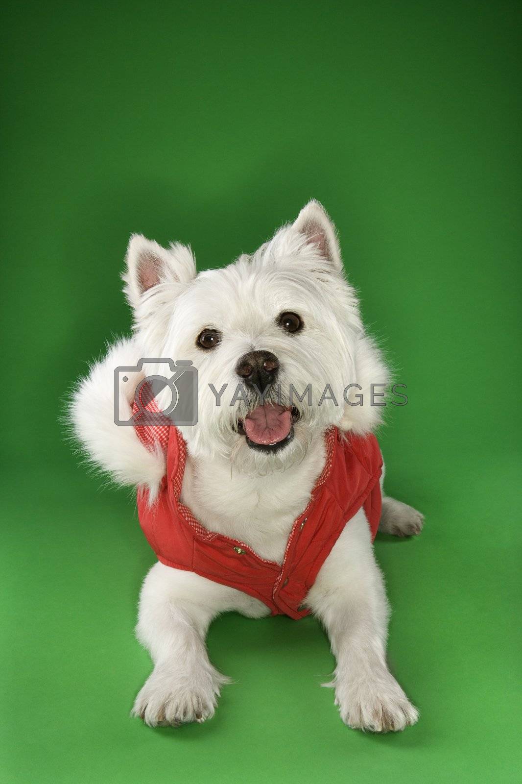 Royalty free image of White terrier dog wearing coat. by iofoto