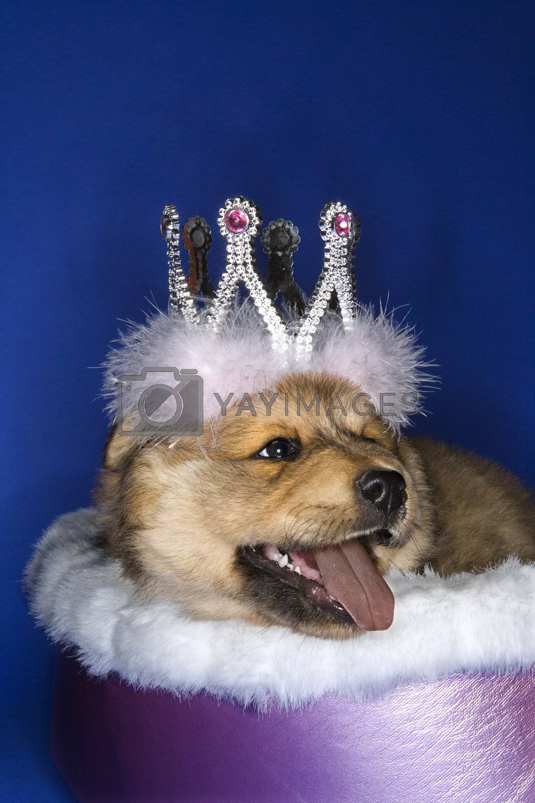 Royalty free image of Puppy wearing crown. by iofoto