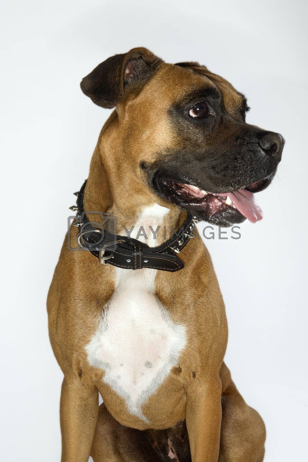 Royalty free image of Boxer dog portrait. by iofoto