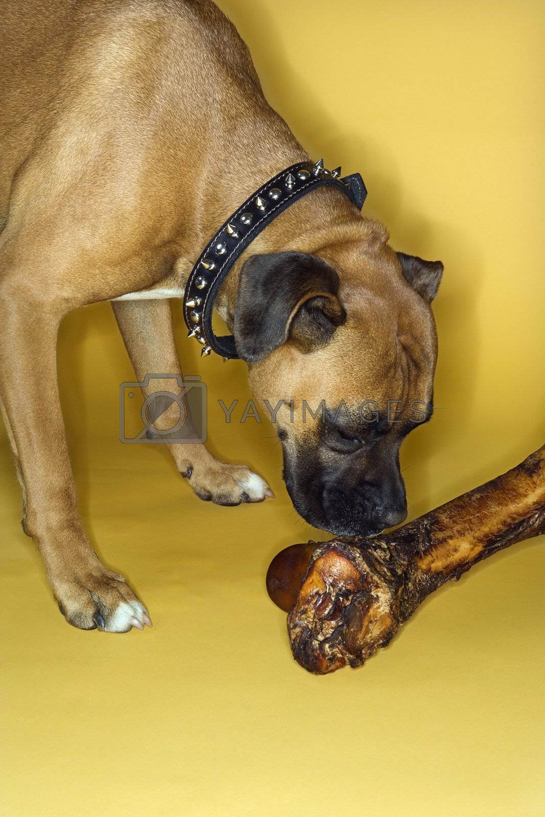 Royalty free image of Dog smelling big bone. by iofoto