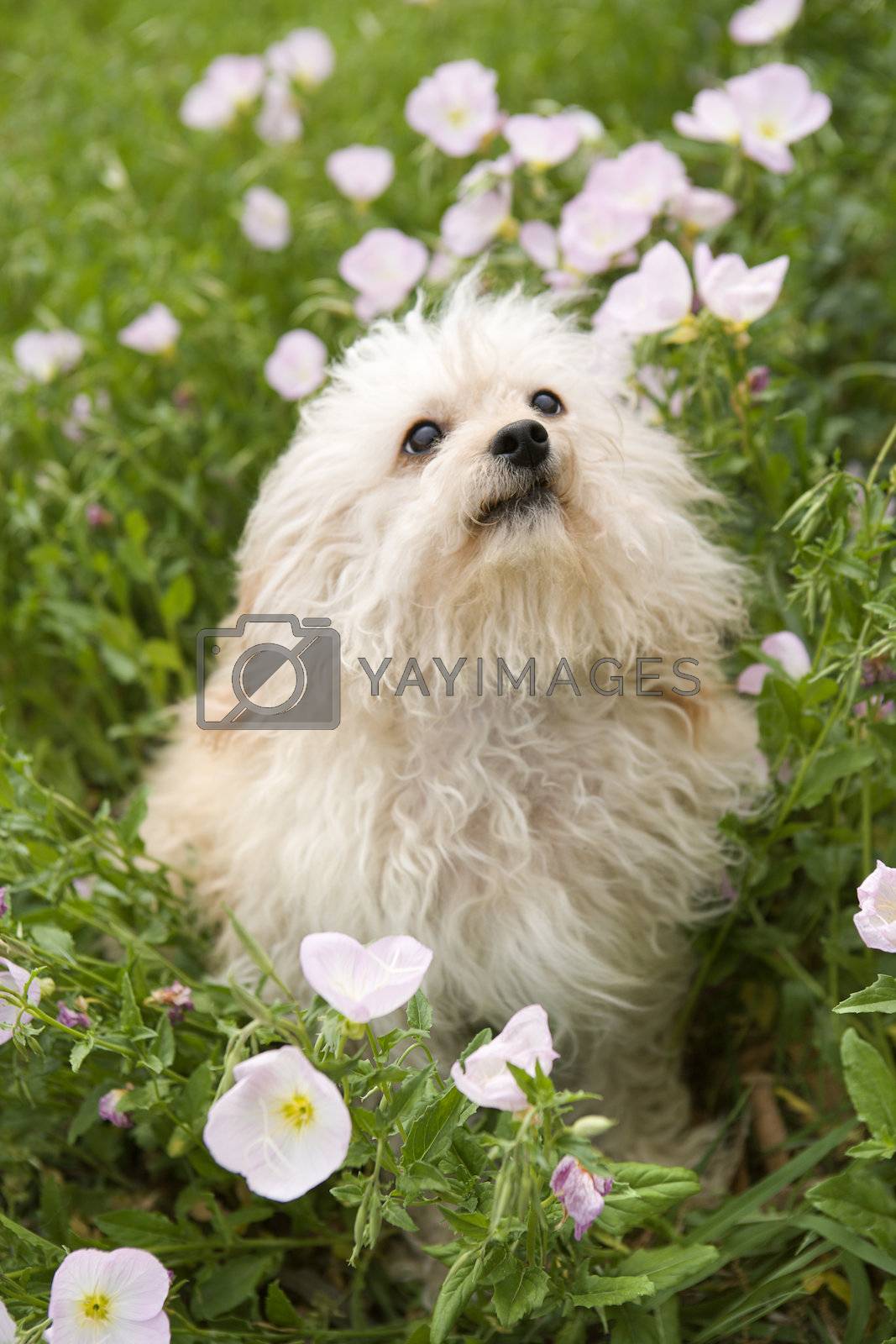 Royalty free image of Fluffy small dog in flower field. by iofoto