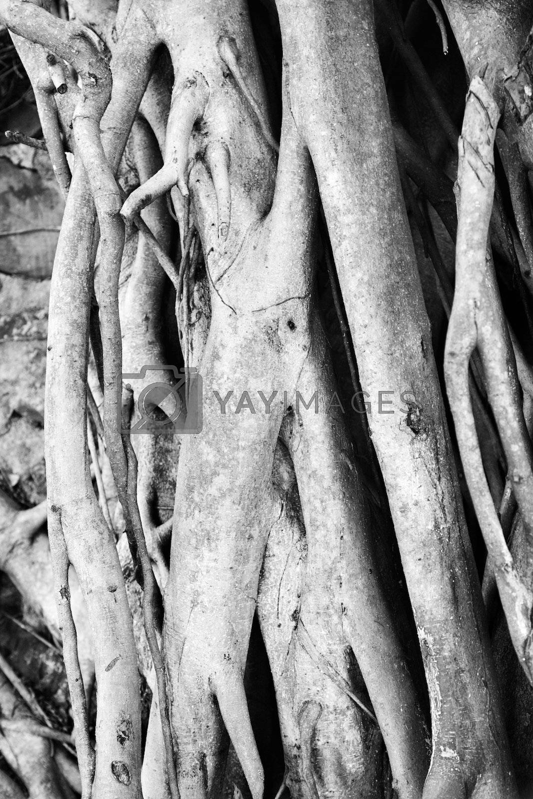 Royalty free image of Banyan tree roots. by iofoto