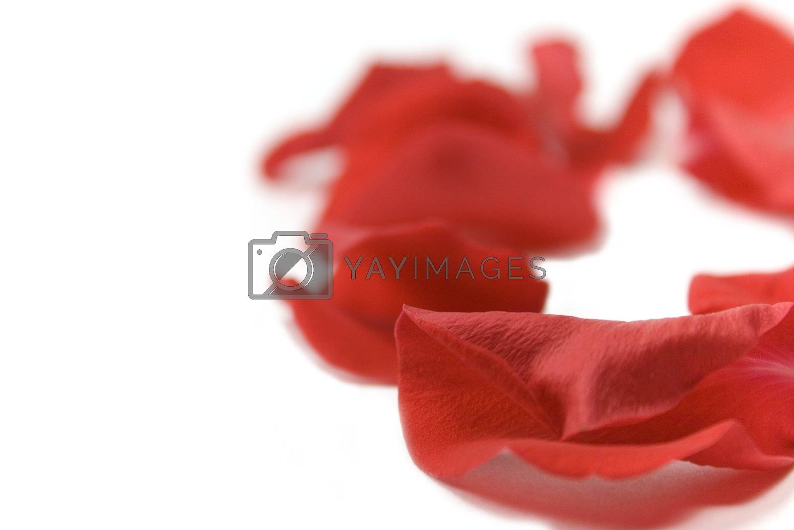 Royalty free image of red petals by marylooo