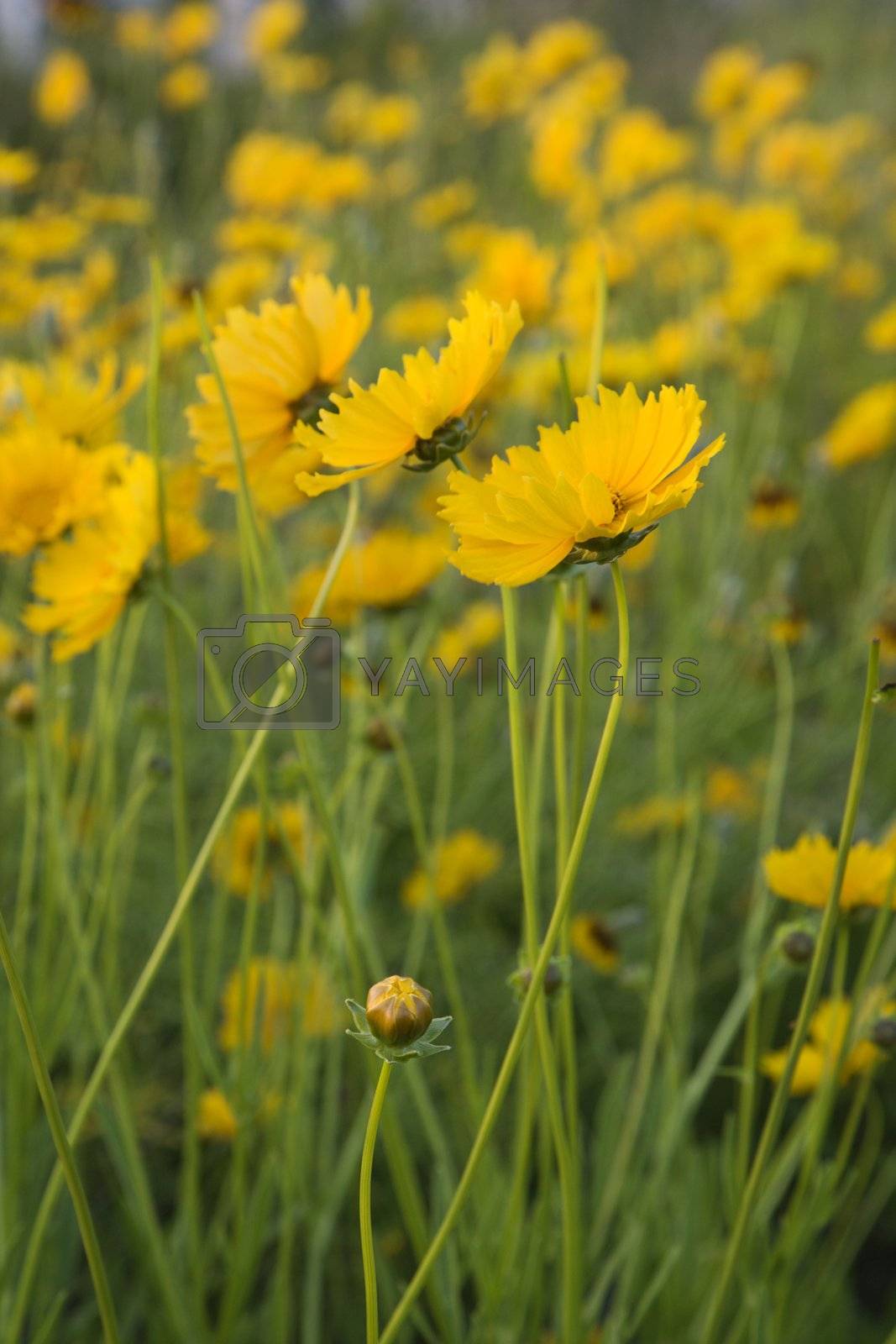 Royalty free image of Yellow flowers growing wild. by iofoto