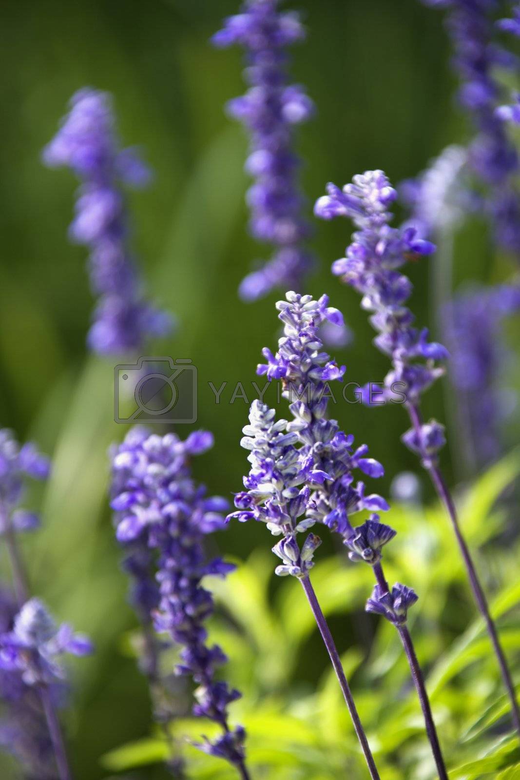 Royalty free image of Lavender flower. by iofoto