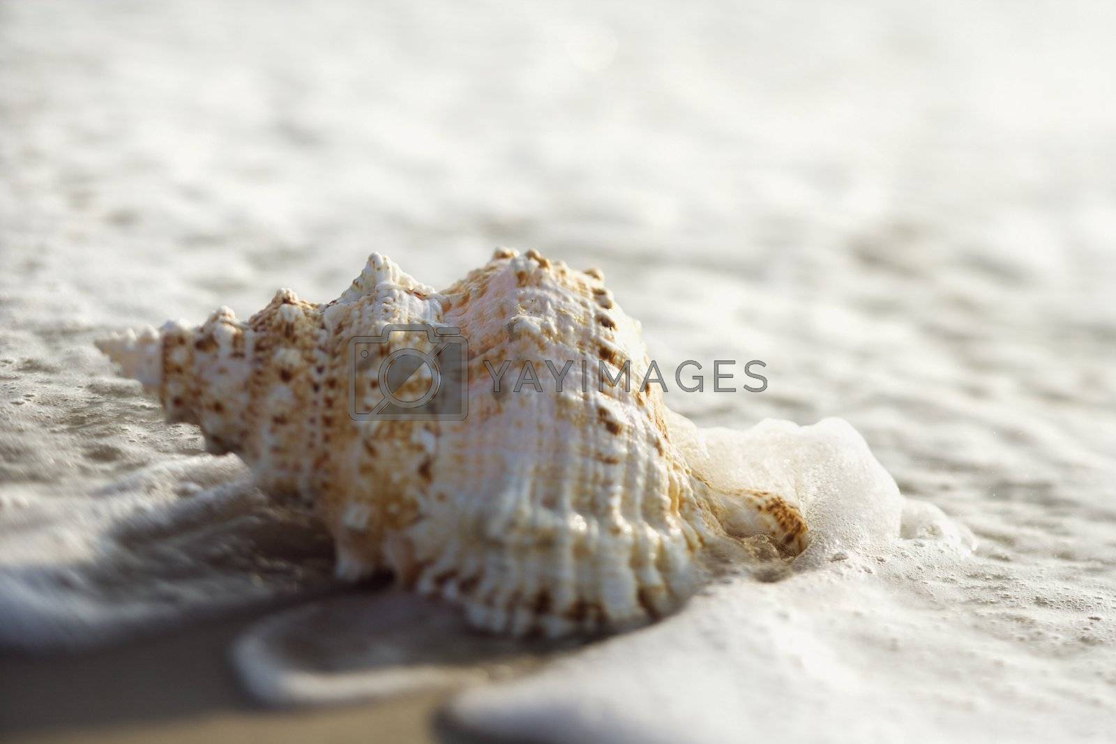 Royalty free image of Conch shell in waves. by iofoto