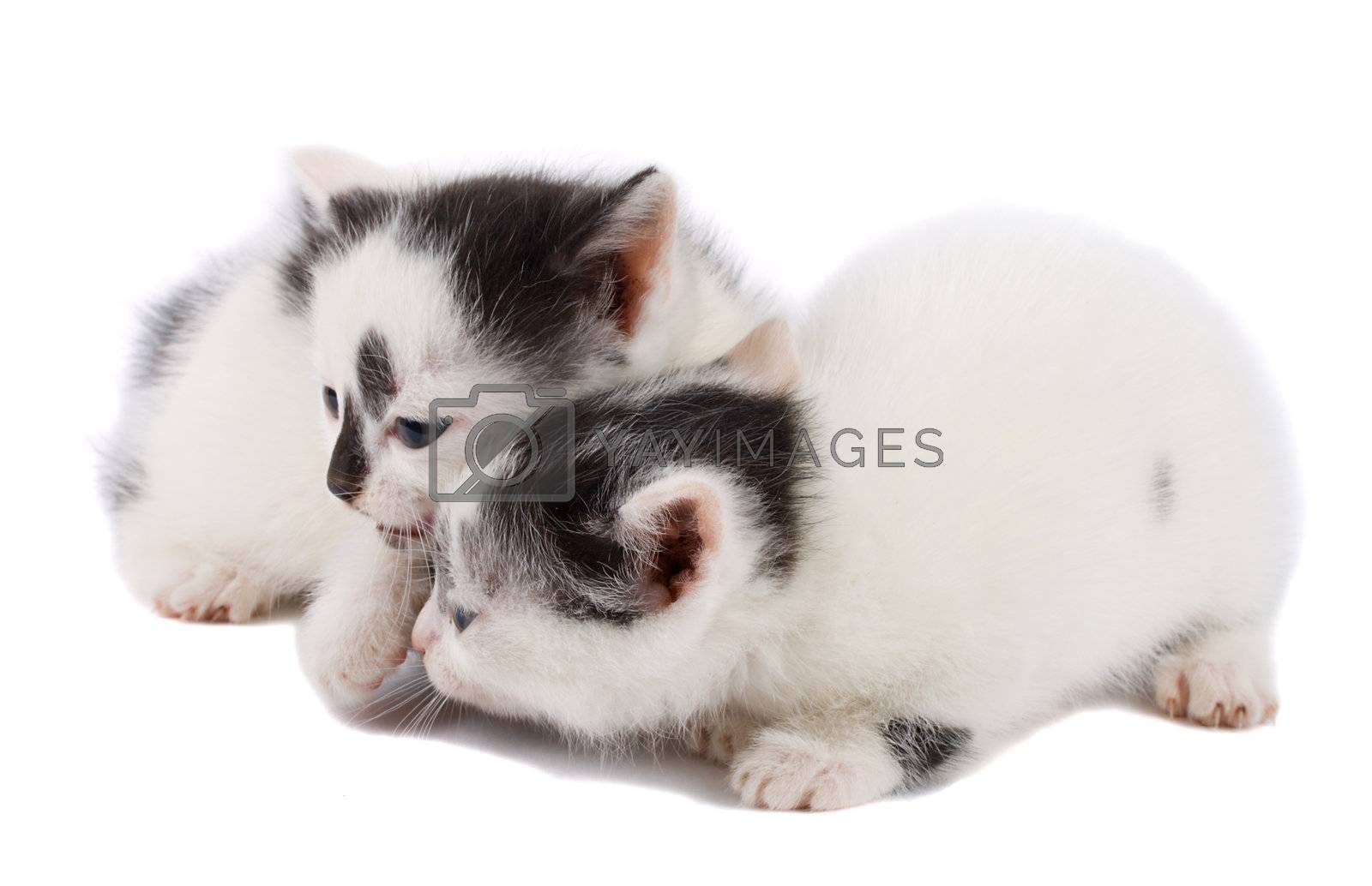 Royalty free image of two kittens by Alekcey