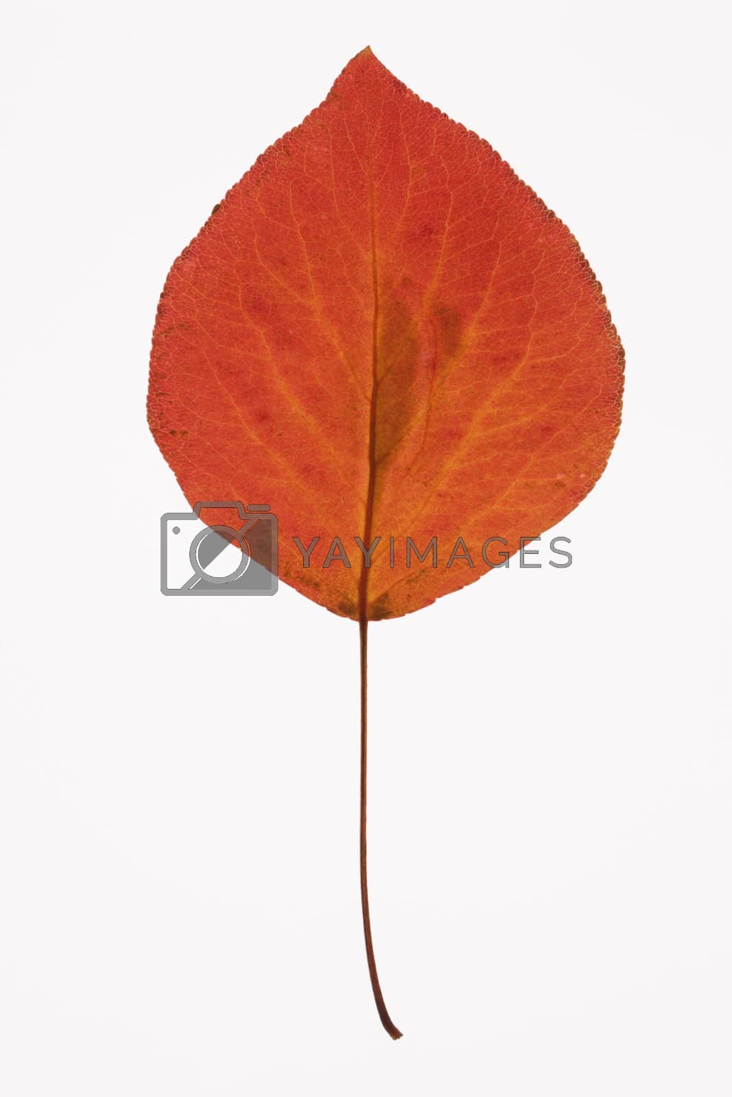 Royalty free image of Bradford Pear leaf. by iofoto