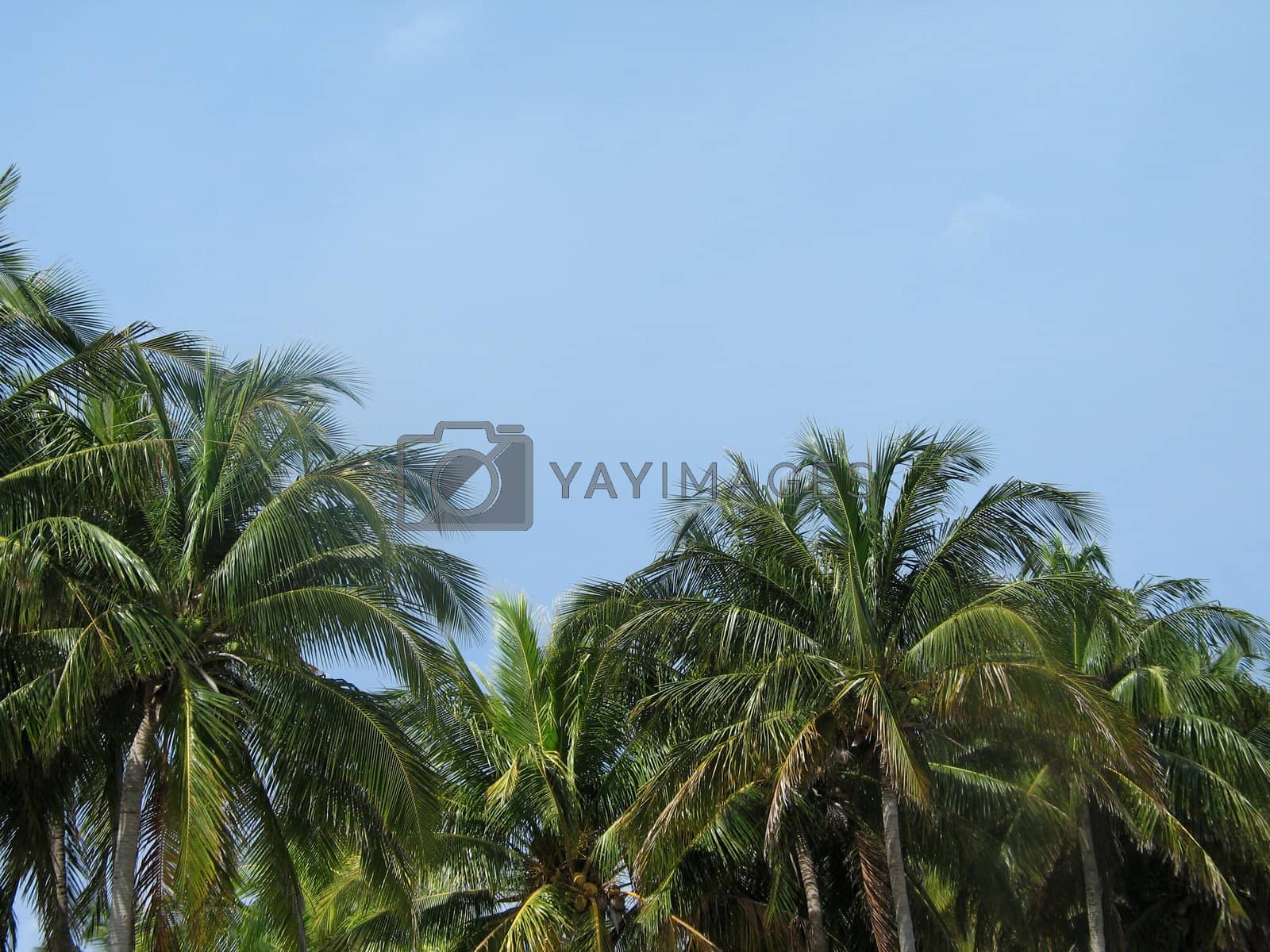 Royalty free image of palm trees by mmm