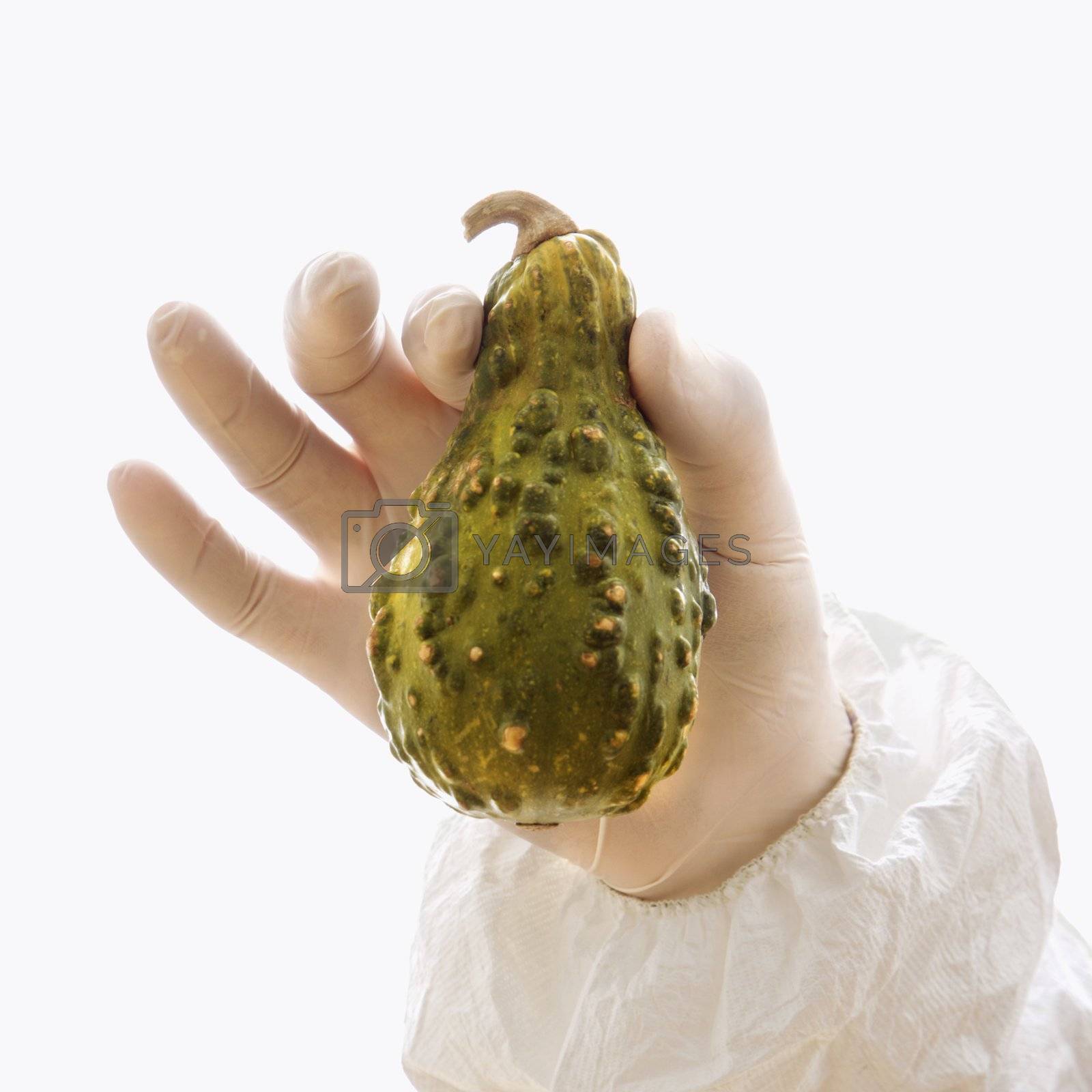 Royalty free image of Gloved hand holding gourd. by iofoto