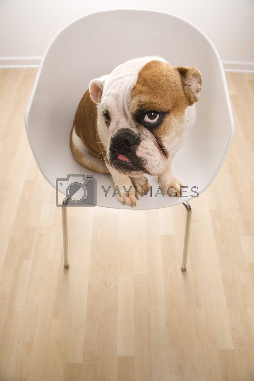 Royalty free image of English Bulldog in chair. by iofoto
