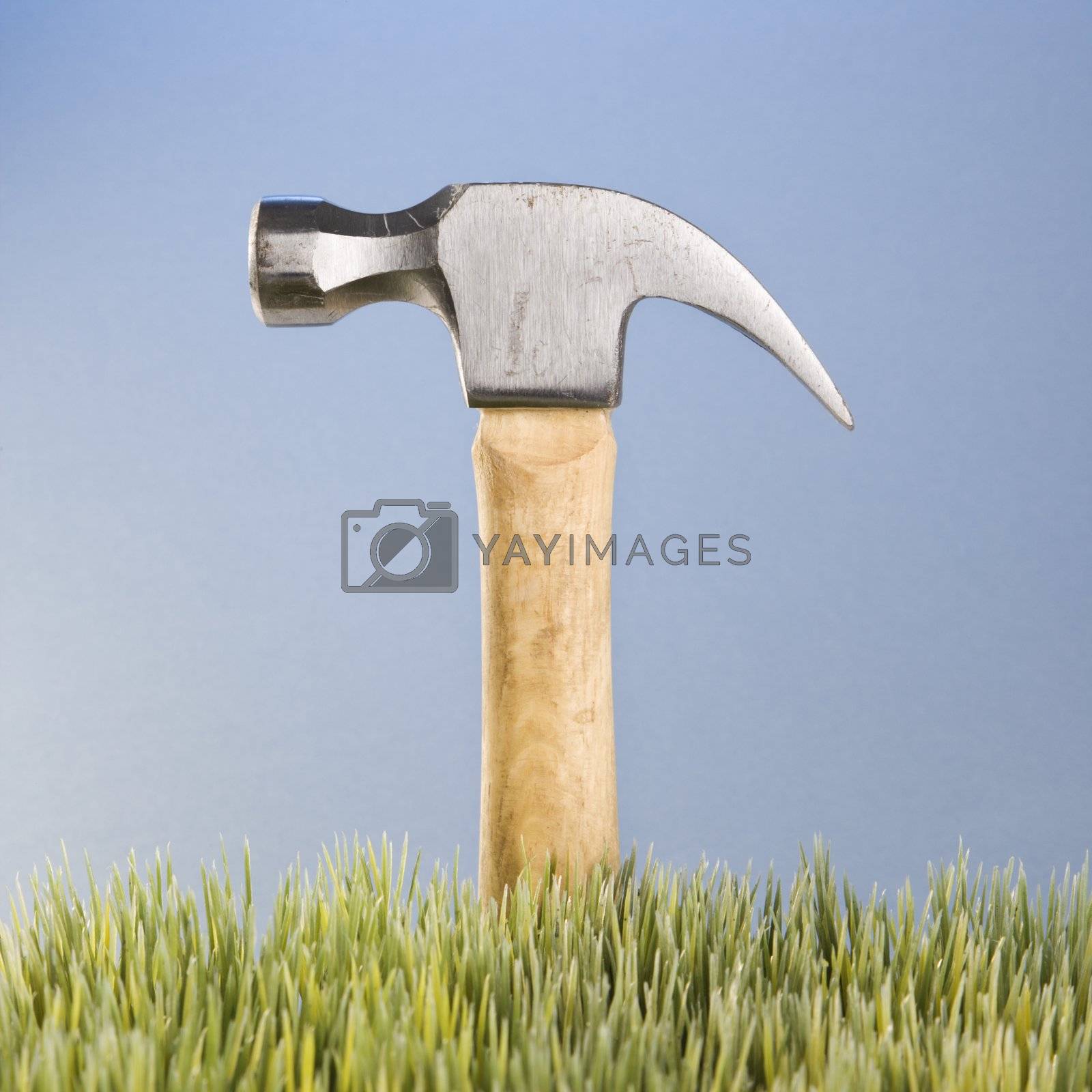 Royalty free image of Hammer in grass. by iofoto