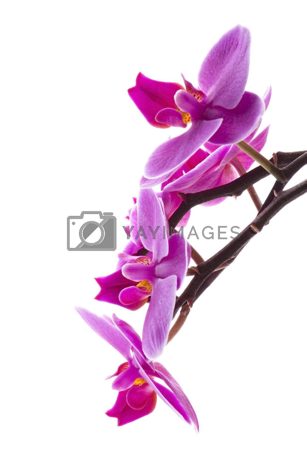 Royalty free image of orchid by joannawnuk