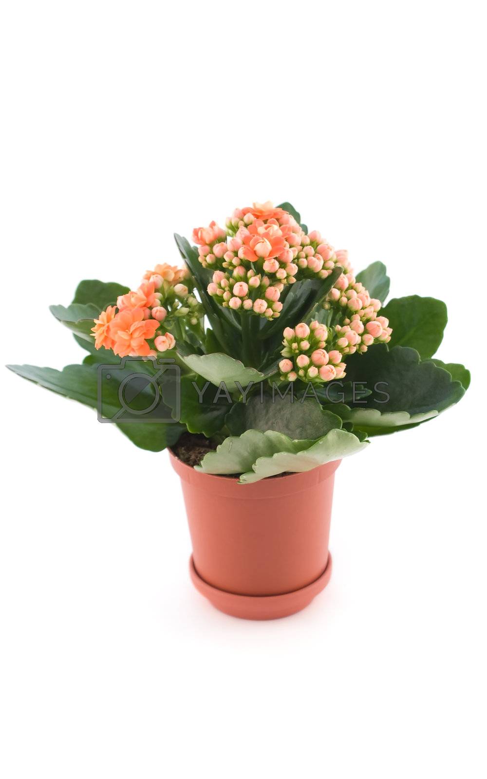 Royalty free image of Kalanchoe with red flower in pot by mangost