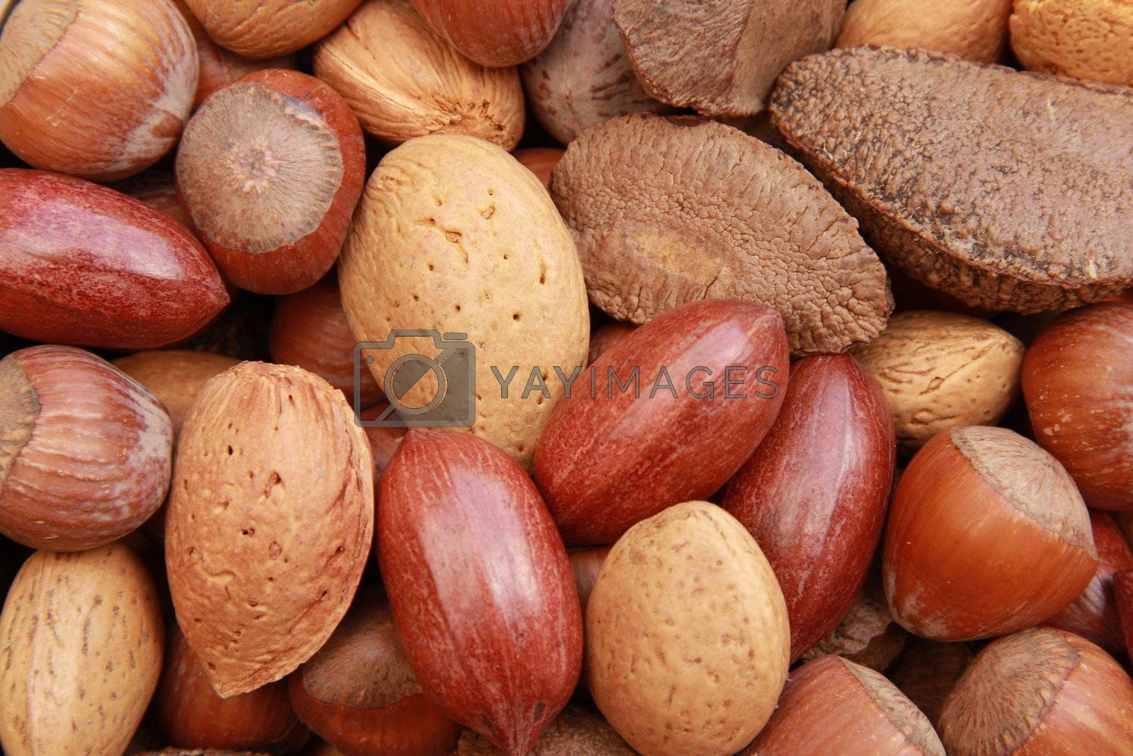 Royalty free image of Nuts in shells 3 by raliand