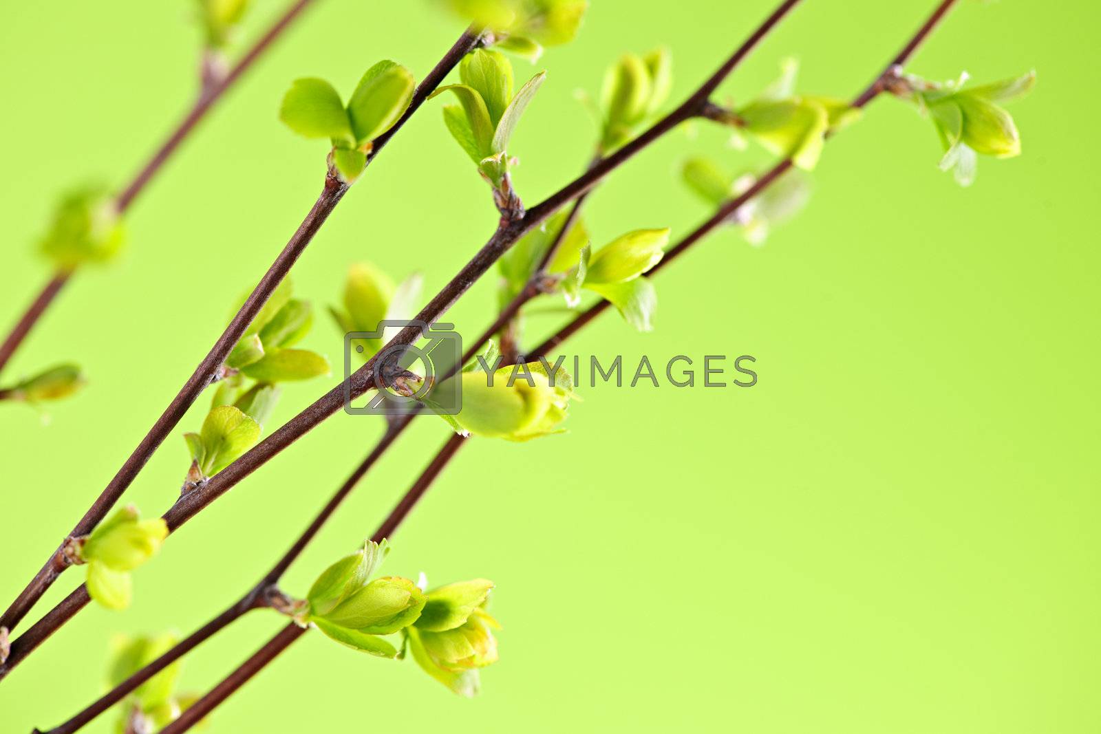 Royalty free image of Branches with green spring leaves by elenathewise