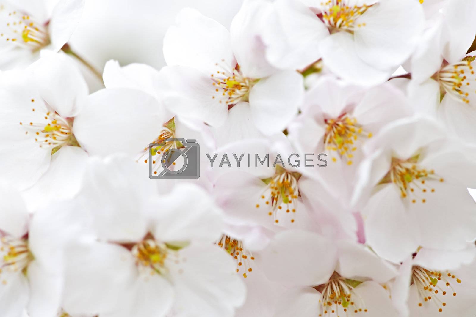 Royalty free image of Apple blossoms by elenathewise