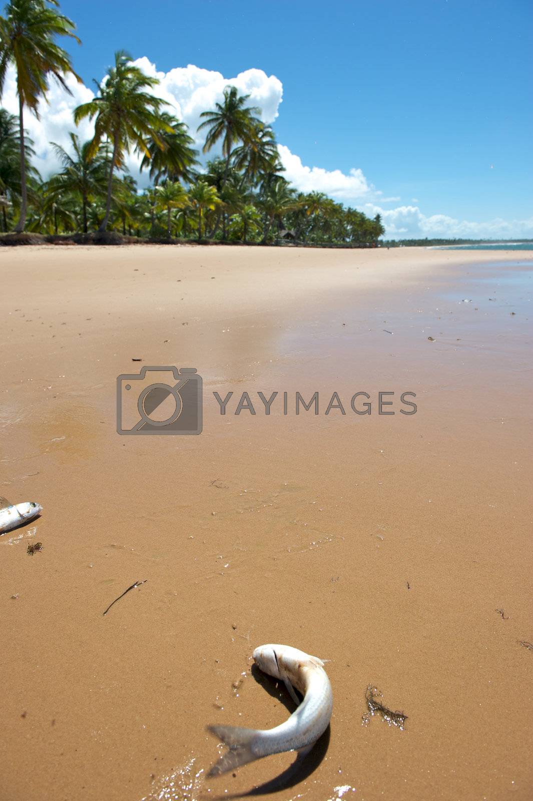 Royalty free image of Paradise Brazilian Beach by swimnews