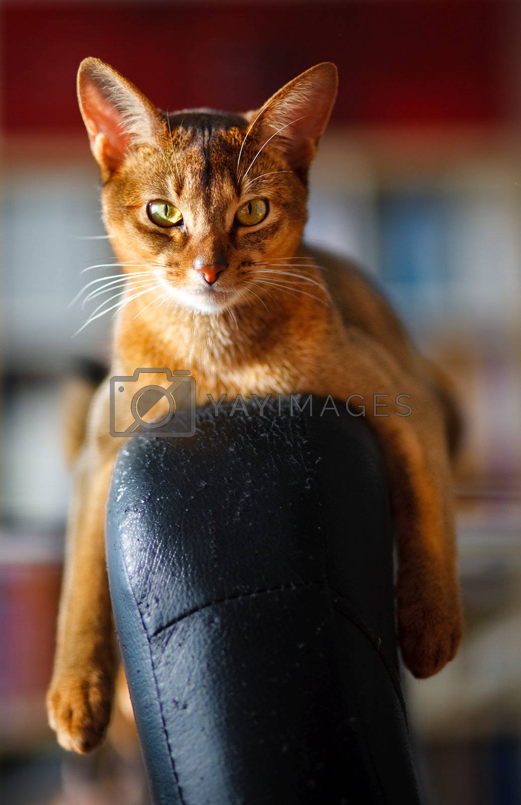 Royalty free image of Abyssinian cat by anobis