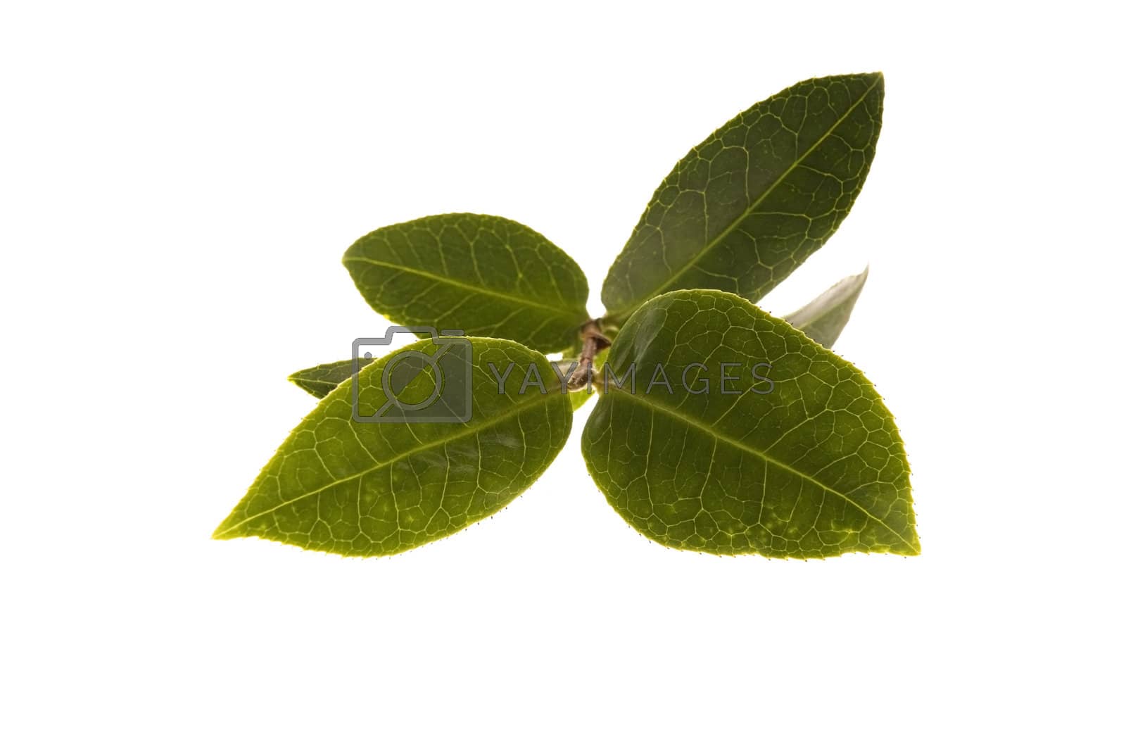 Royalty free image of fresh tea leaves by joannawnuk