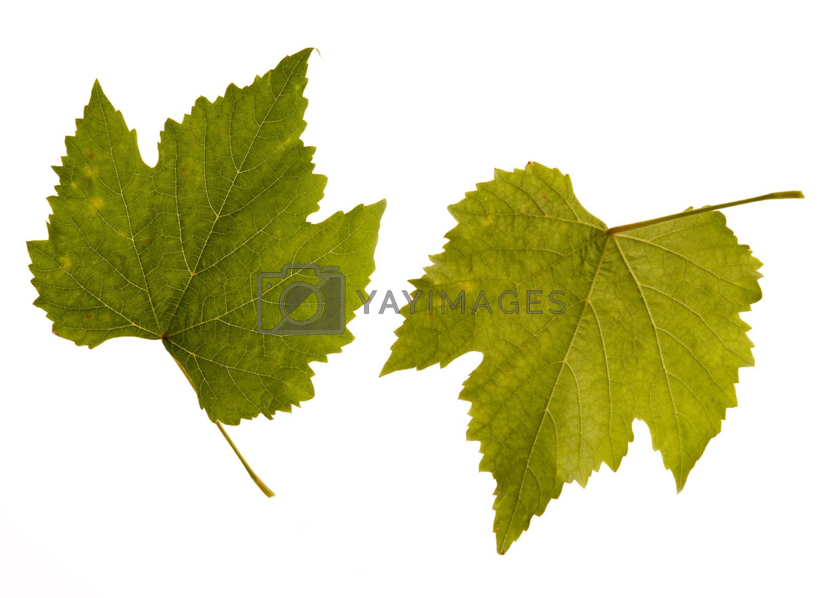 Royalty free image of wine. one leaf - two sides by joannawnuk
