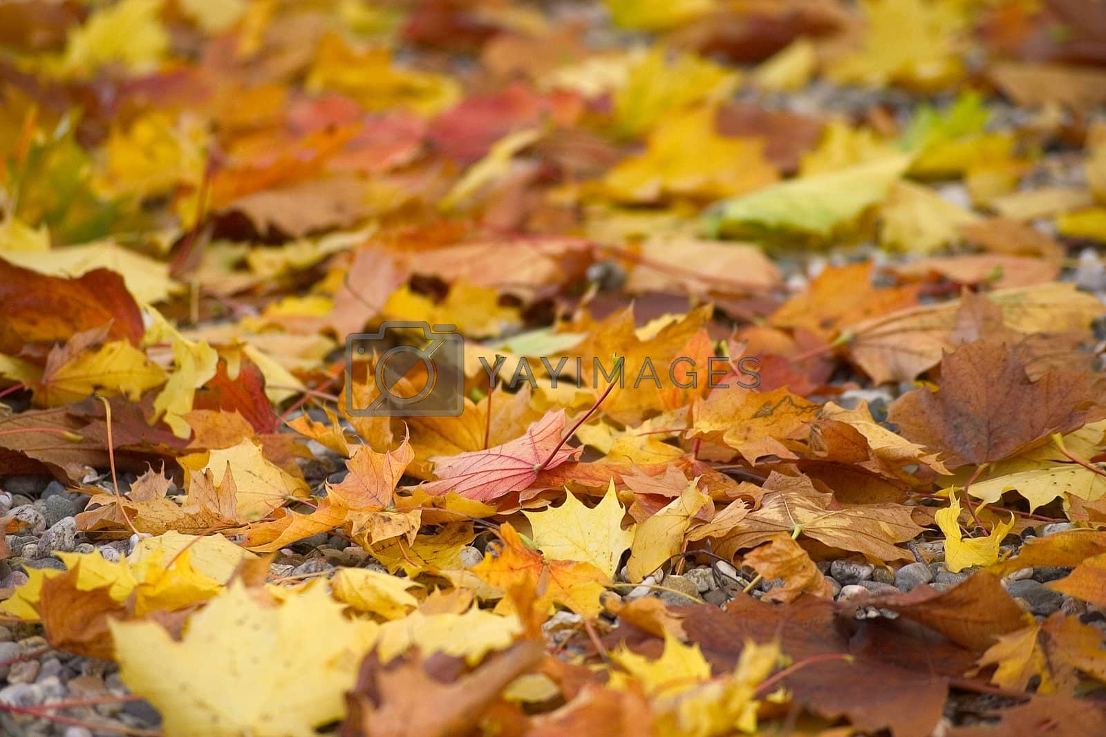 Royalty free image of fallen leaves by miradrozdowski