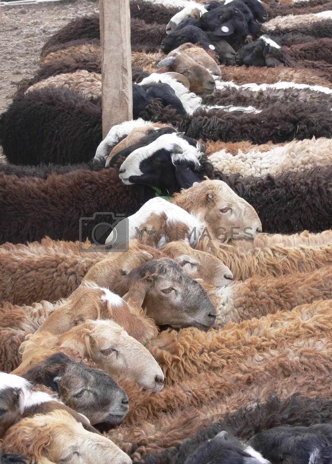 Royalty free image of Sheep For Sale by openyouraperture