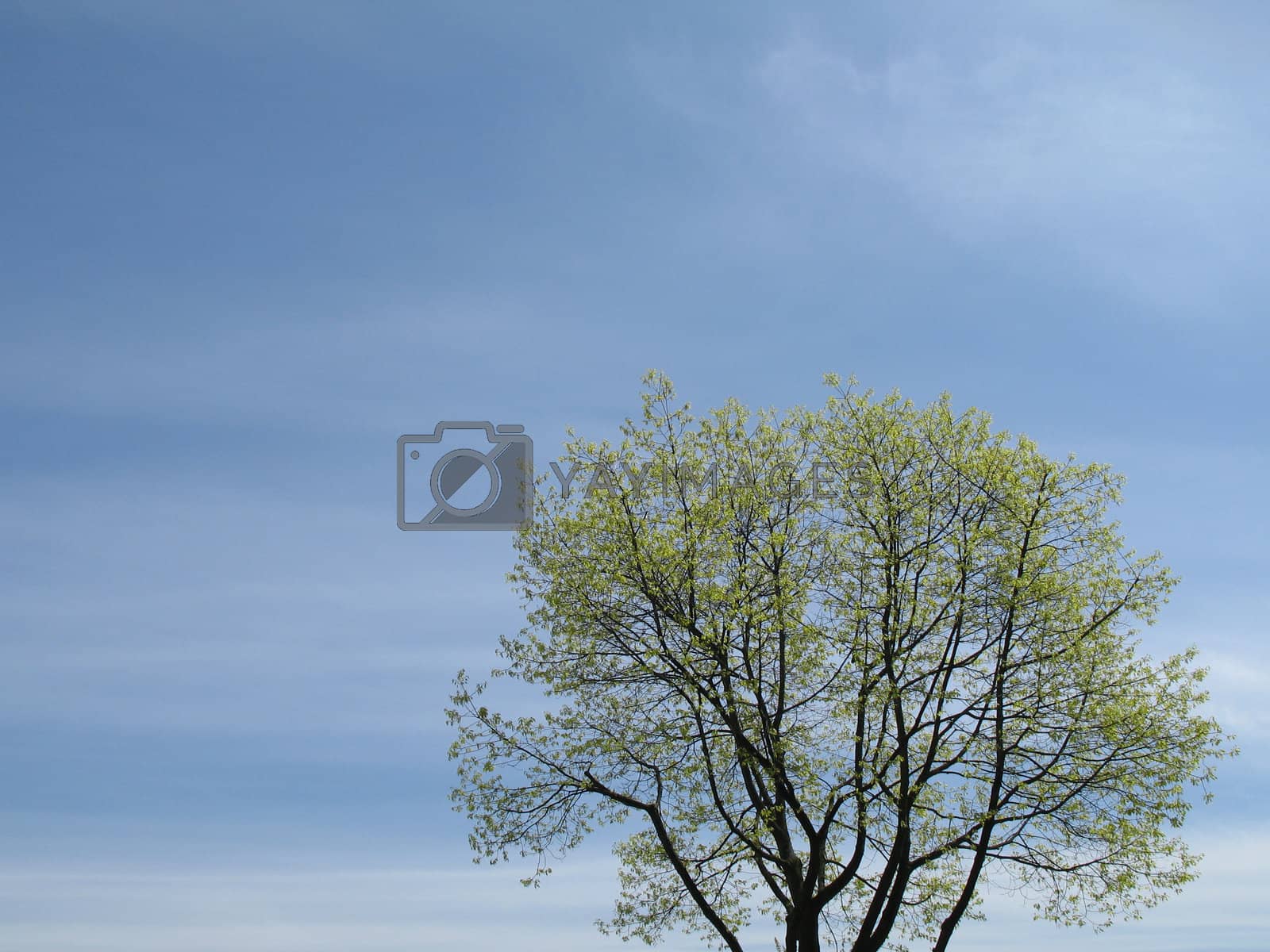 Royalty free image of green tree and blue sky by mmm
